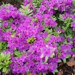 Purple Azalea Live Plant Rhododendron - 8-10 Inch Tall, 3 Inch Pot, Outdoor - Image 4