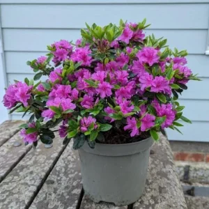 Purple Azalea Live Plant Rhododendron - 8-10 Inch Tall, 3 Inch Pot, Outdoor - Image 5