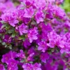 Purple Azalea Live Plant Rhododendron - 8-10 Inch Tall, 3 Inch Pot, Outdoor - Image 1