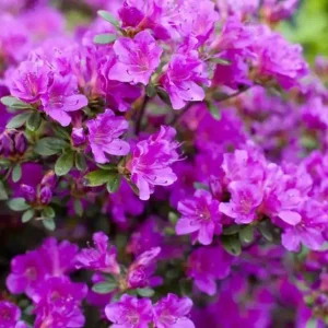 Purple Azalea Live Plant Rhododendron - 8-10 Inch Tall, 3 Inch Pot, Outdoor - Image 1