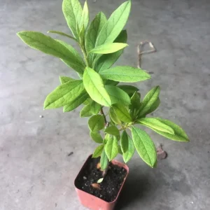 Purple Azalea Live Plant Rhododendron - 8-10 Inch Tall, 3 Inch Pot, Outdoor - Image 6