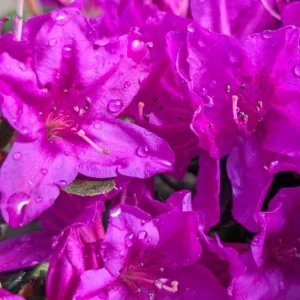 Purple Azalea Live Plant – Vibrant Flowering Shrub, 3 Inch Pot, Indoor/Outdoor - Image 2