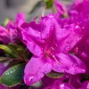 Purple Azalea Live Plant – Vibrant Flowering Shrub, 3 Inch Pot, Indoor/Outdoor - Image 1