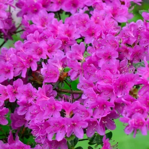 Purple Azalea Live Plant – Vibrant Flowering Shrub, 3 Inch Pot, Indoor/Outdoor - Image 3