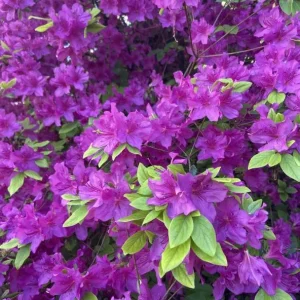 Purple Azalea Live Plant – Vibrant Flowering Shrub, 3 Inch Pot, Indoor/Outdoor - Image 4