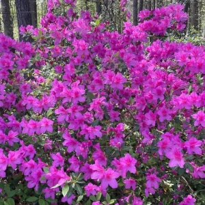 Purple Azalea Live Plant – Vibrant Flowering Shrub, 3 Inch Pot, Indoor/Outdoor - Image 5