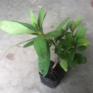 Purple Azalea Live Plant – Vibrant Flowering Shrub, 3 Inch Pot, Indoor/Outdoor - Image 6