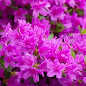 Purple Azalea Live Plants - Set of 3 - 3 Inch Pot - Flowering Shrub - Image 2