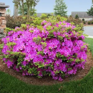 Purple Azalea Live Plants - Set of 3 - 3 Inch Pot - Flowering Shrub - Image 3