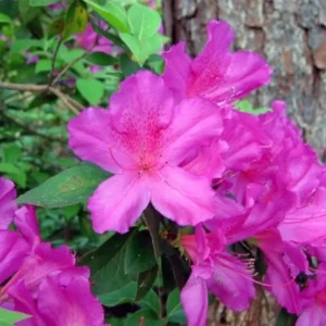 Purple Azalea Live Plants - Set of 3 - 3 Inch Pot - Flowering Shrub - Image 1