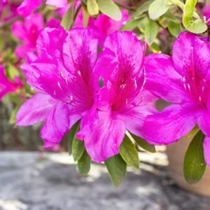Purple Azalea Live Plants - Set of 5 - 3 Inch Pots - Flowering Shrubs - Image 2