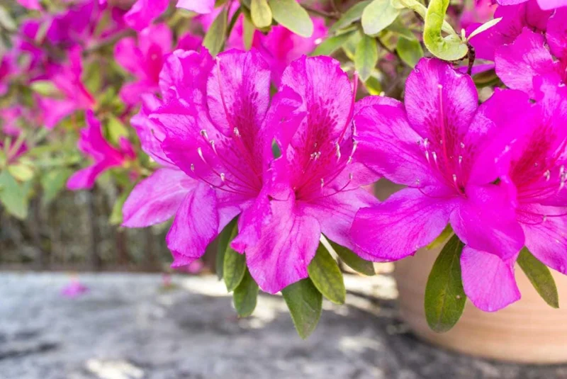 Purple Azalea Live Plants - Set of 5 - 3 Inch Pots - Flowering Shrubs - Image 2