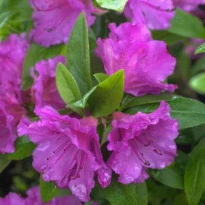 Purple Azalea Live Plants - Set of 5 - 3 Inch Pots - Flowering Shrubs - Image 3