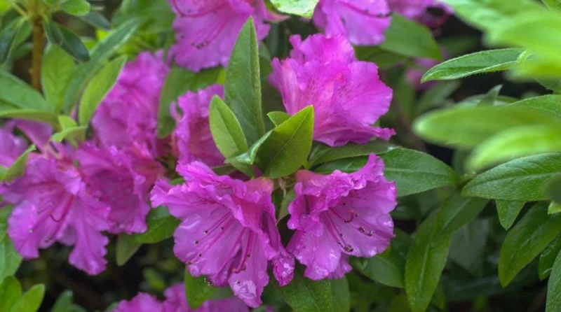Purple Azalea Live Plants - Set of 5 - 3 Inch Pots - Flowering Shrubs - Image 3