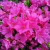 Purple Azalea Live Plants - Set of 5 - 3 Inch Pots - Flowering Shrubs - Image 1