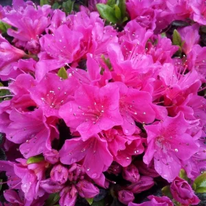 Purple Azalea Live Plants - Set of 5 - 3 Inch Pots - Flowering Shrubs - Image 1