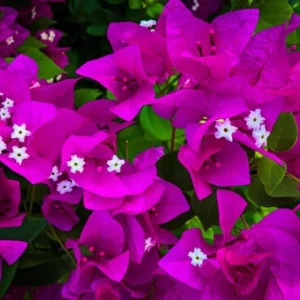 Purple Bougainvillea Live Plant – 4 Inch Pot – Tropical Flowering Vine - Image 2