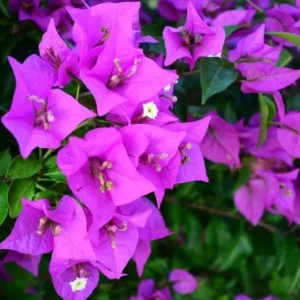 Purple Bougainvillea Live Plant – 4 Inch Pot – Tropical Flowering Vine - Image 3