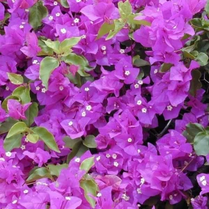 Purple Bougainvillea Live Plant – 4 Inch Pot – Tropical Flowering Vine - Image 4