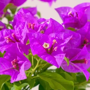 Purple Bougainvillea Live Plant – 4 Inch Pot – Tropical Flowering Vine - Image 5