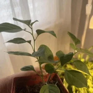 Purple Bougainvillea Live Plant – 4 Inch Pot – Tropical Flowering Vine - Image 6