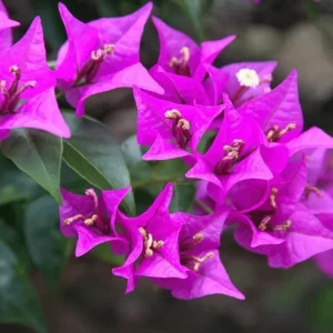 Purple Bougainvillea Live Plant – 4 Inch Pot – Tropical Flowering Vine - Image 7