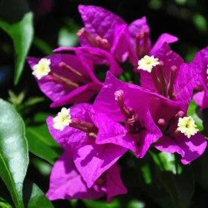 Purple Bougainvillea Live Plant – 4 Inch Pot – Tropical Flowering Vine - Image 1