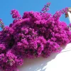Purple Bougainvillea Live Plant – 6-8 Inch Tall in 4 Inch Pot – Outdoor Ornamental Flower - Image 1