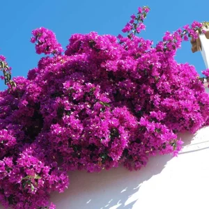 Purple Bougainvillea Live Plant – 6-8 Inch Tall in 4 Inch Pot – Outdoor Ornamental Flower - Image 1