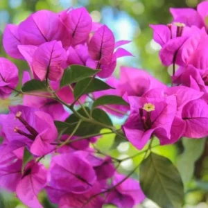 Purple Bougainvillea Live Plant – 6-8 Inch Tall in 4 Inch Pot – Outdoor Ornamental Flower - Image 2