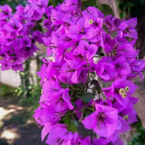 Purple Bougainvillea Live Plant – 6-8 Inch Tall in 4 Inch Pot – Outdoor Ornamental Flower - Image 3