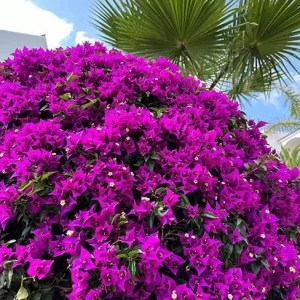 Purple Bougainvillea Live Plant – 6-8 Inch Tall in 4 Inch Pot – Outdoor Ornamental Flower - Image 4