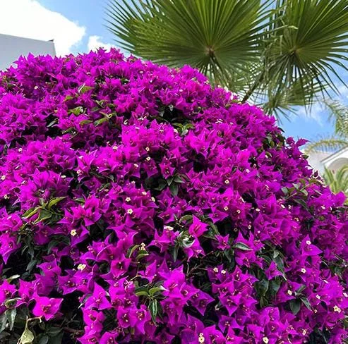 Purple Bougainvillea Live Plant – 6-8 Inch Tall in 4 Inch Pot – Outdoor Ornamental Flower - Image 4