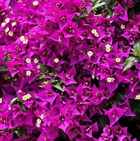 Purple Bougainvillea Live Plant – 6-8 Inch Tall in 4 Inch Pot – Outdoor Ornamental Flower - Image 5