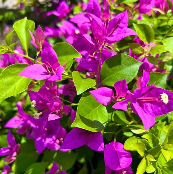 Purple Bougainvillea Live Plant – 6-8 Inch Tall in 4 Inch Pot – Outdoor Ornamental Flower - Image 6