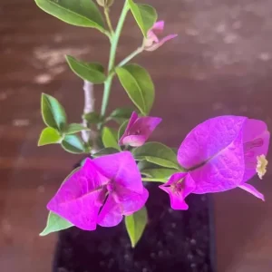Purple Bougainvillea Live Plant – 6-8 Inch Tall in 4 Inch Pot – Outdoor Ornamental Flower - Image 7