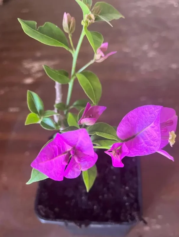 Purple Bougainvillea Live Plant – 6-8 Inch Tall in 4 Inch Pot – Outdoor Ornamental Flower - Image 7