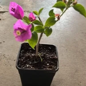 Purple Bougainvillea Live Plant – 6-8 Inch Tall in 4 Inch Pot – Outdoor Ornamental Flower - Image 8