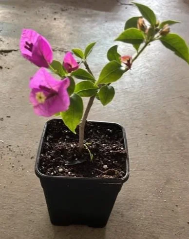 Purple Bougainvillea Live Plant – 6-8 Inch Tall in 4 Inch Pot – Outdoor Ornamental Flower - Image 8