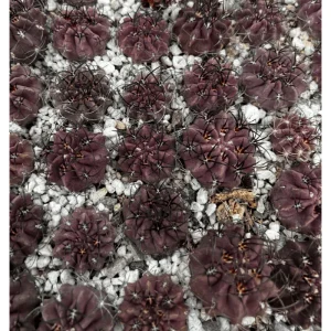 Purple Cactus Plant Neochilenia Jussieui Live Plant – 3.5 Inch Pot - Image 2