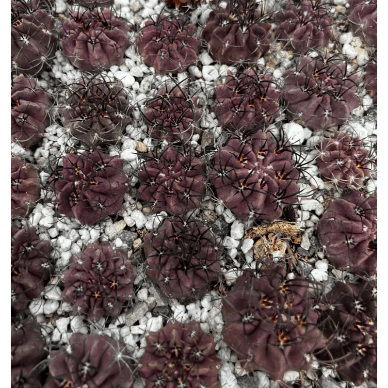 Purple Cactus Plant Neochilenia Jussieui Live Plant – 3.5 Inch Pot - Image 2