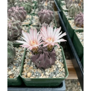 Purple Cactus Plant Neochilenia Jussieui Live Plant – 3.5 Inch Pot - Image 3