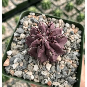 Purple Cactus Plant Neochilenia Jussieui Live Plant – 3.5 Inch Pot - Image 4