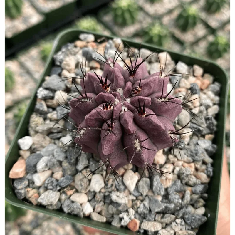 Purple Cactus Plant Neochilenia Jussieui Live Plant – 3.5 Inch Pot - Image 4