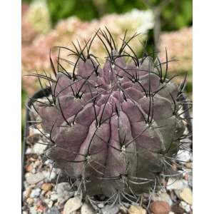 Purple Cactus Plant Neochilenia Jussieui Live Plant – 3.5 Inch Pot - Image 5