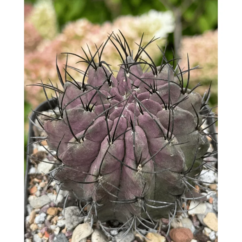 Purple Cactus Plant Neochilenia Jussieui Live Plant – 3.5 Inch Pot - Image 5