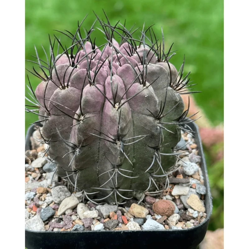 Purple Cactus Plant Neochilenia Jussieui Live Plant – 3.5 Inch Pot - Image 6