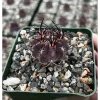Purple Cactus Plant Neochilenia Jussieui Live Plant – 3.5 Inch Pot - Image 1