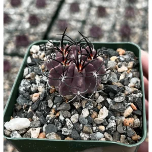 Purple Cactus Plant Neochilenia Jussieui Live Plant – 3.5 Inch Pot - Image 1