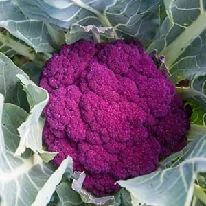 Purple Cauliflower Seeds - Non-GMO, Fast Growing Vegetable Seeds - Image 3